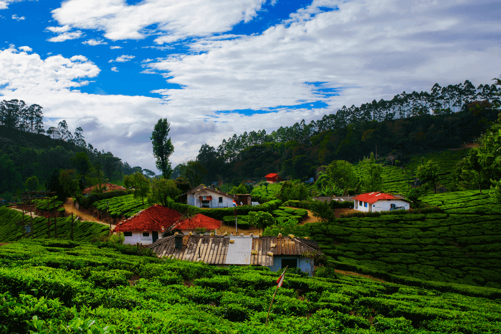 Munnar, Kerala